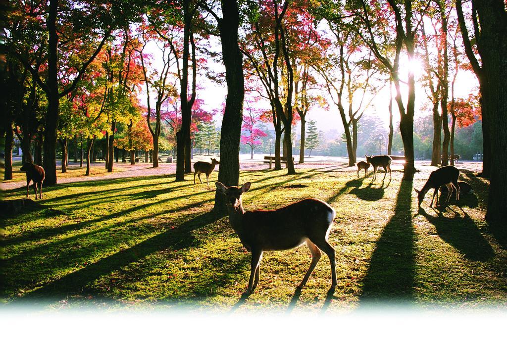 Hotel Kotonoyado Musashino Nara Esterno foto